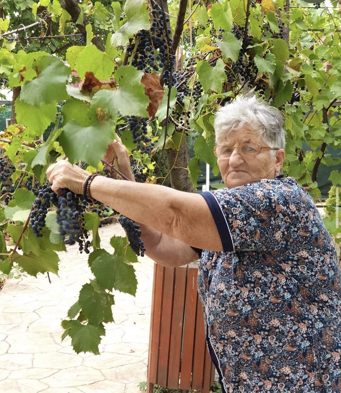 Pomi și fructe, grădina Căminului de bătrâni Stejarul